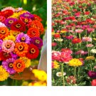 200 seeds Zinnia CALIFORNIA GIANTS Multi-Colored Pollinators Seeds