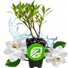Dwarf Gardenia Jasminoides Radicans Live Starter Plant  Garden