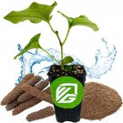 Long Pepper Vine Live Plant Piper Longum  Starter Plant  Garden