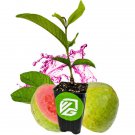 Barbie Pink Guava Psidium Guajava Live Plant Garden