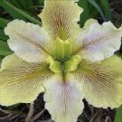 Louisiana Iris Wow Factor Native American Wildflower Iris Live Plant Garden Louisiana Iris Wow Factor Native American Wildflower Iris Live Plant Garden