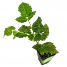 Sweet Ark Caddo Blackberry Rubus Live Plant Garden