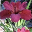 Louisiana Iris Red Velvet Native American Wildflower Iris Live Plant Garden Louisiana Iris Red Velvet Native American Wildflower Iris Live Plant Garden