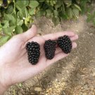 Rubus Prime Ark 45 Blackberry Rubus Live Plant Garden