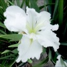 Louisiana Iris Waihi Wedd Native American Wildflower Iris Live Plant Garden Louisiana Iris Waihi Wedd Native American Wildflower Iris Live Plant Garden