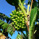 Popoulu Red Trunk Tongan Hawaiian Banana M Live Plant Garden