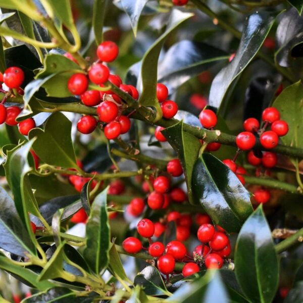 Dwarf Yaupon Holly Shrub Native Caffeinated Tea Ilex Live Plant Garden