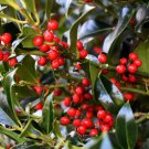 Dwarf Yaupon Holly Shrub Native Caffeinated Tea Ilex Live Plant Garden