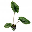 Platinum Elephant Ear Alocasia Live Plant Garden