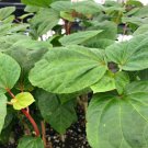 Kikos Crump South Sea Salad Bele Tree Abelmoschus Manihot Live Plant Garden
