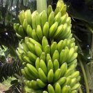 Sweetheart Banana M Live Plant Garden