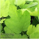 Texas Everbear Fig Ficus Carica Live Plant Garden