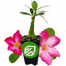 Desert Rose Pink Adenium Obesum Live Plant Garden