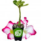 Desert Rose Picotee Adenium Obesum Live Plant Garden
