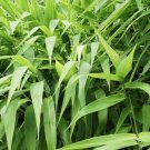 Tiger Grass Thysanolaena Maxima Latifolia Live Plant Garden