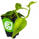 Variegated Vanilla Bean Orchid Vanilla Planifolia Variegata Live Plant Garden