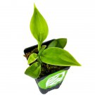 Vanilla Bean Orchid Vanilla Planifolia Live Plant Garden