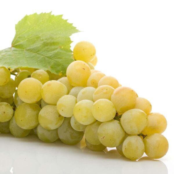 Blanc Du Bois Grape Vitis Labrusca Live Plant Garden