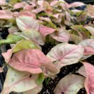 Syngonium Neon Robusta Pink Arrowhead Vine Syngonium Podophyllum Live Plant Garden