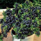 Top Hat Blueberry Vaccinium Augustifolium Live Plant Garden