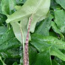 Tigrina Elephant Ear Alocasia Tigrina Live Plant Garden