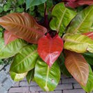 Philodendron Prince Of Orange Philodendron Live Plant Garden