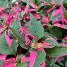 Alternanthera Party Time Josephs Coat Alternanthera Live Plant Garden
