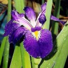 Louisiana Purple Iris Live Plant Garden