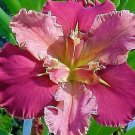 Peaches And Wine Iris Live Plant Garden