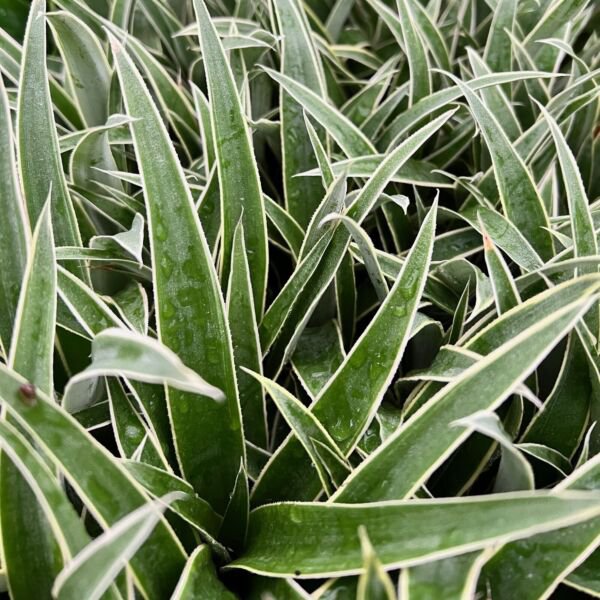 Juicy Pineapple Ananas Comosus Live Plant Garden