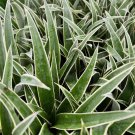 Juicy Pineapple Ananas Comosus Live Plant Garden