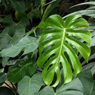 Monstera Deliciosa Split Leaf Philodendron Swiss Cheese Live Plant Garden Monstera Deliciosa Split Leaf Philodendron Swiss Cheese Live Plant Garden