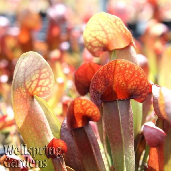 Catesbaei Pitcher Plant Carnivorous Sarracenia Live Plant Garden