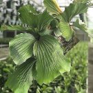 Elephant Staghorn Fern Platycerium Elephantotis Live Plant Garden