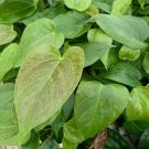 Anthurium Red Leaf Anthurium Live Plant Garden