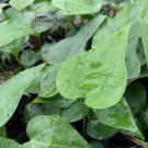 Anthurium Podophyllum Anthurium Live Plant Garden Anthurium Podophyllum Anthurium Live Plant Garden