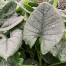 Reginae Elephant Ear Alocasia Reginae Live Plant Garden