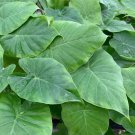 Odora Elephant Ear Alocasia Odora Live Plant Garden