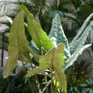 Tiger Zebra Elephant Ear Alocasia Zebrina Live Plant Garden