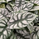 Silver Dragon Elephant Ear Alocasia Baginda Live Plant Garden