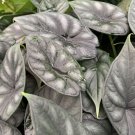Dragon Scale Elephant Ear Alocasia Baginda Live Plant Garden