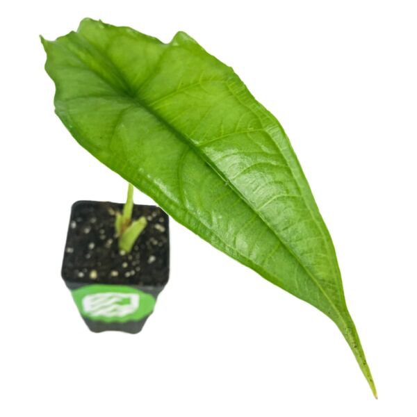 Dragons Breath Elephant Ear Alocasia Heterophylla Live Plant Garden