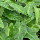 Lutea Elephant Ear Alocasia Live Plant Garden