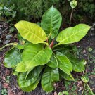 Philodendron Moonlight Hybrid Philodendron Live Plant Garden