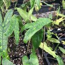 Reticulata Elephant Ear Alocasia Zebrina Live Plant Garden