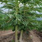 Papaya Tainung Carica Papaya Live Plant Garden