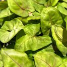 Syngonium Mango Allusion Arrowhead Syngonium Podophyllum Live Plant Garden