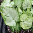 Syngonium Pixie Dwarf Arrowhead Syngonium Podophyllum Live Plant Garden