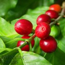Coffee Plant Coffea Arabica Live Plant Garden Coffee Plant Coffea Arabica Live Plant Garden