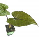 Metalhead Elephant Ear Alocasia Live Plant Garden